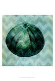 Chevron Shell IV Prints by Vision Studio