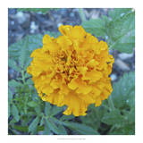 Marigold IV Prints by Megan Meagher