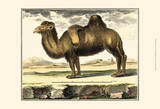 Diderot Camel Prints by Denis Diderot