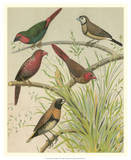 Birdwatcher's Delight III Prints by  Cassell