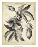 Passiflora III Prints by Charles Francois Sellier