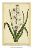 Hyacinthus, Pl. CXLVIII Posters by Phillip Miller