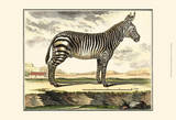 Diderot Zebra Posters by Denis Diderot