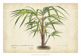 Palm of the Tropics VI Prints by Van Houtteano 