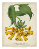 Tropical Array II Prints by Van Houtteano 
