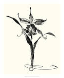 Studies in Ink - Cattleya Poster by Nan Rae