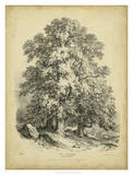The Sycamore Prints by George Barnard
