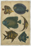 Goldsmith's Spinous Fishes Posters by  Goldsmith