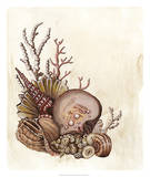 Baroque Nautilus III Prints by Naomi McCavitt