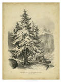 The Spruce Prints by George Barnard