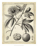Passiflora I Poster by Charles Francois Sellier