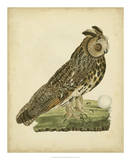 Antique Nozeman Owl III Prints by Nozeman 