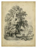 The Elm Affiche par George Barnard