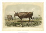 Vache De Devon Posters by I. Bonheur