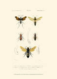 Antique Bees I Affiches van Blanchard