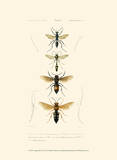 Antique Bees II Prints by  Blanchard