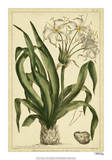 Crinum, Pl. CX Prints by Phillip Miller