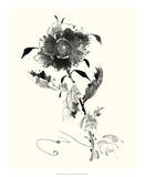 Studies in Ink - Rose I Prints by Nan Rae