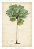 Palm of the Tropics II Posters by Van Houtteano 