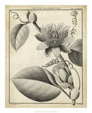 Passiflora IV Posters by Charles Francois Sellier