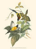 Small Birds of Tropics IV Prints by John Gould