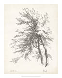 Beech Tree Study Print