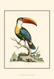 The Bill Bird Poster by George Edwards