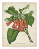 Tropical Array VI Poster by Van Houtteano 