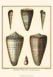 Redoute Shells I Prints by Pierre-Joseph Redouté