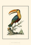 The Toco Toucan Prints by George Edwards