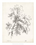 Ash Tree Study Poster