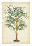 Palm of the Tropics III Prints by Van Houtteano 