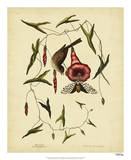 Catesby Little Sparrow, Pl. T35 Affiches par Mark Catesby