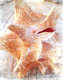 Conch I Print by Lisa Hill Saghini