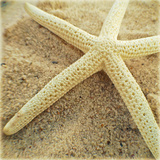 Starfish Prints by Lisa Hill Saghini