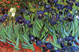 Irises Prints by Vincent van Gogh