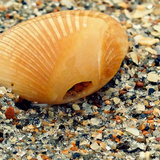 Sea Glass I Posters by Lisa Hill Saghini