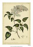 Lilac, Pl. CLXIII Posters by Phillip Miller