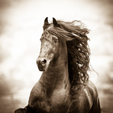 War Horse Prints by Carol Walker