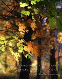 A Thousand Forests Print by Kathy Mansfield
