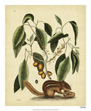 Catesby Ground Squirrel, Pl. T75 Láminas por Mark Catesby