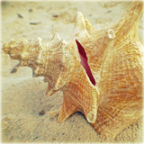 Conch Prints by Lisa Hill Saghini