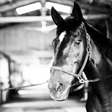 Derby Square I Prints by Susan Bryant