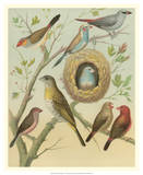 Birdwatcher's Delight I Prints by  Cassell