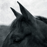 Horse Head Giclee Print by Pete Kelly