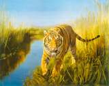 Tiger In The Indian Sunderbans Giclee Print by Leonard Pearman