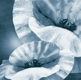Poppy Dusk II Giclee Print by Lucy Meadows