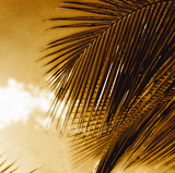 Light on Palms IV Giclee Print by Malcolm Sanders