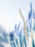 Blue Grass II Giclee Print by Malcolm Sanders