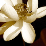 Lily Light II Impressão giclée por Malcolm Sanders